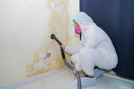 Why You Should Choose Our Mold Remediation Services in Franklin Park, NJ